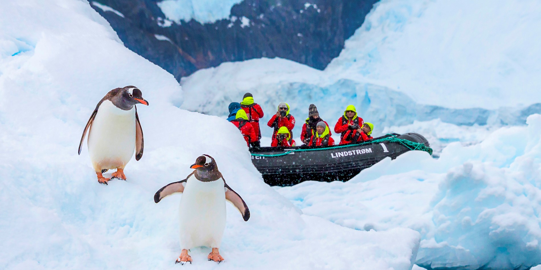 To pingviner på et isfjell. I bakgrunnen er det en Hurtigruten RIB med fire personer som tar bilde av dyrene.