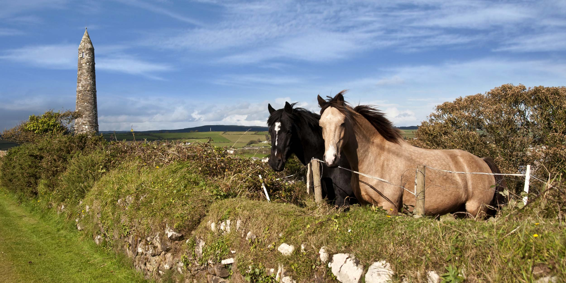 To flotte irske hester foran et gammelt rundt tårn i den vakre landsbygda i Ardmore, i Waterford fylke i Irland