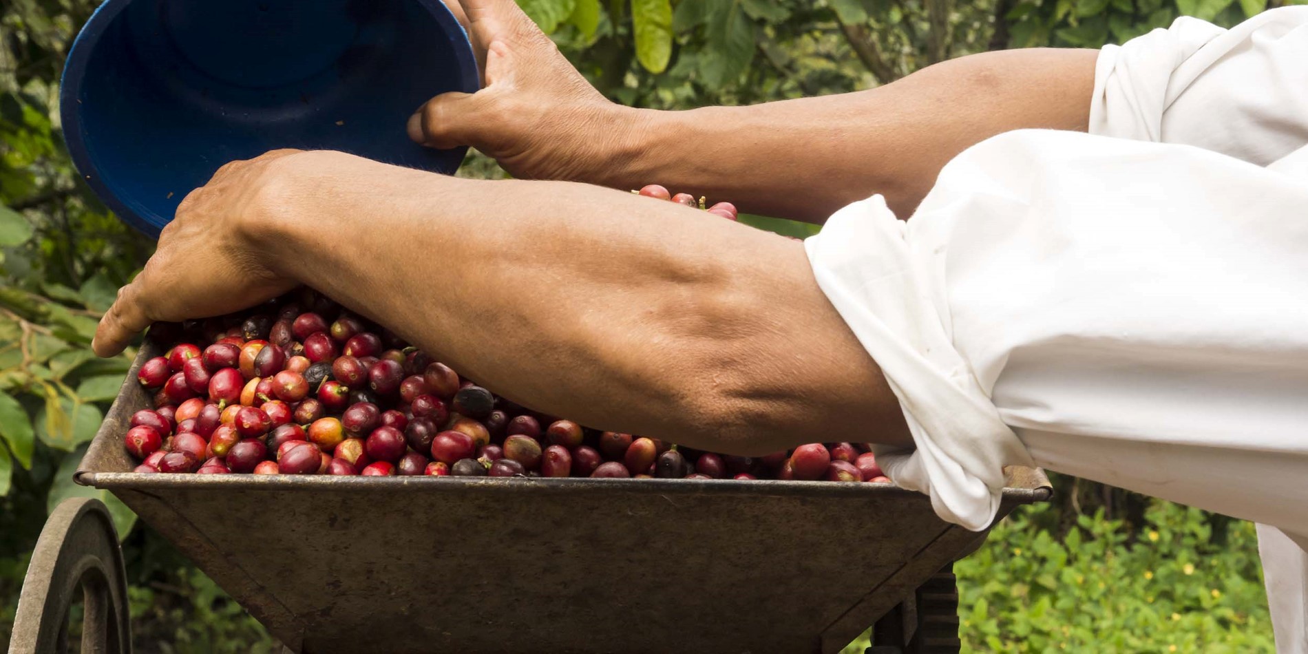 Besøk en kaffeplantasje for å se hvordan de røde bærene forvandles til verdens favorittdrikke