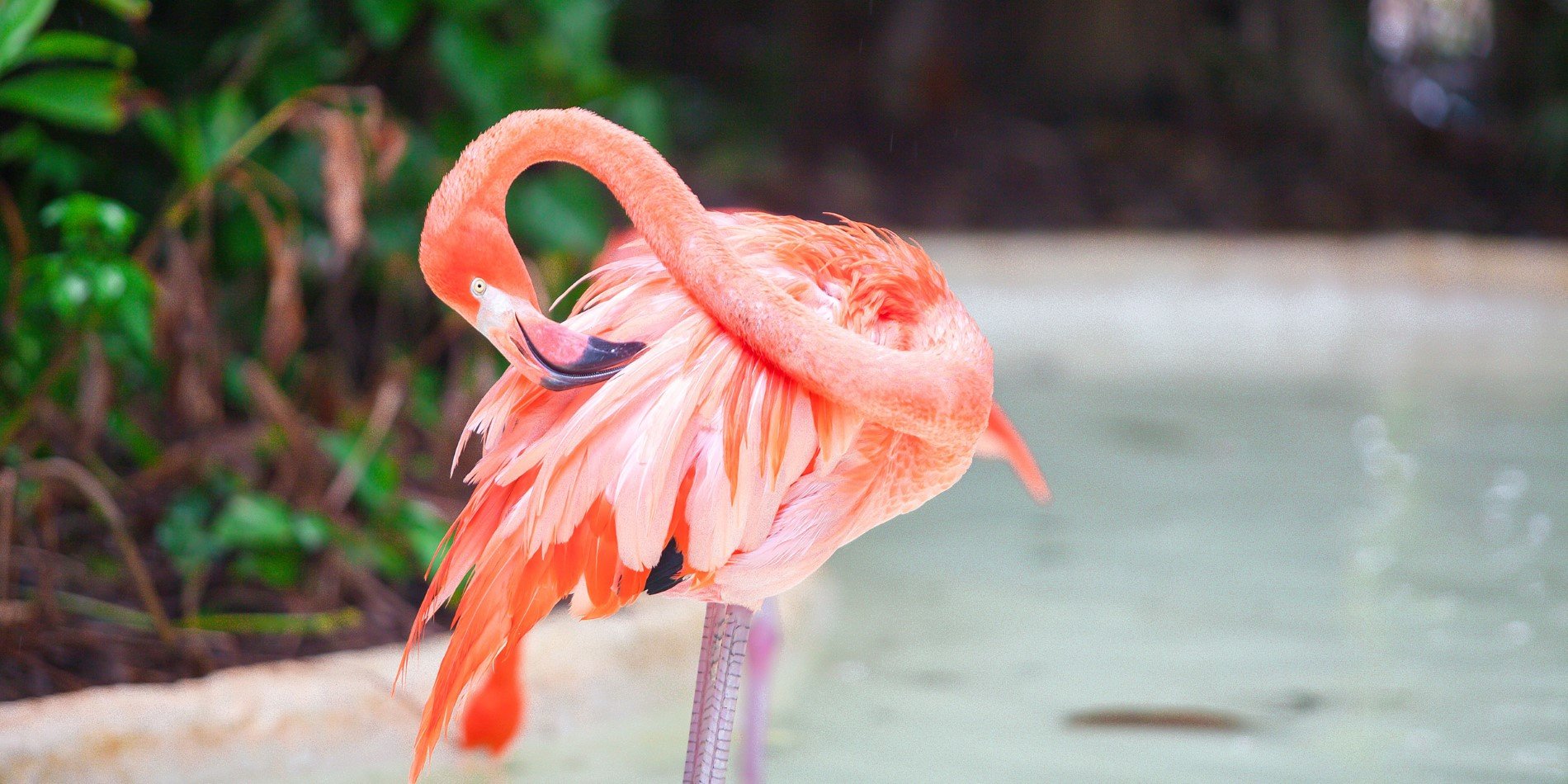 Én av 80 000 flamingoer på Inagua.