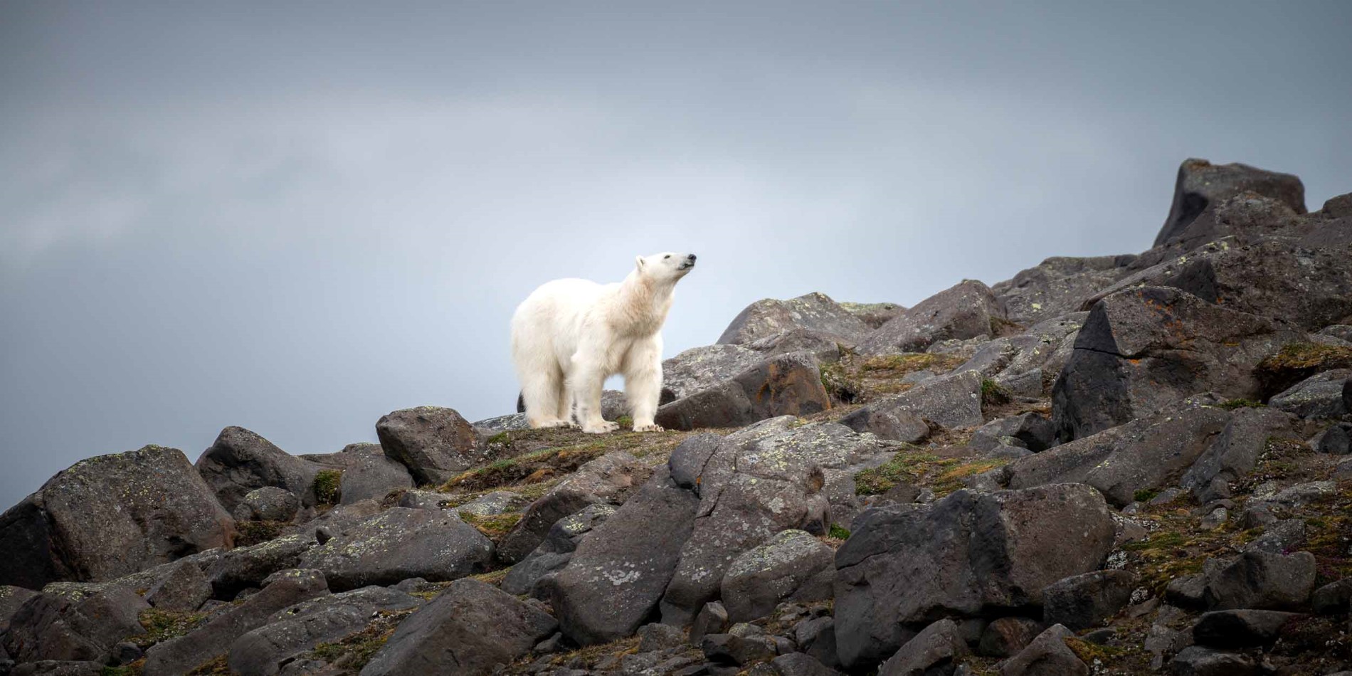 Isbjørn på Kapp Lee, Svalbard