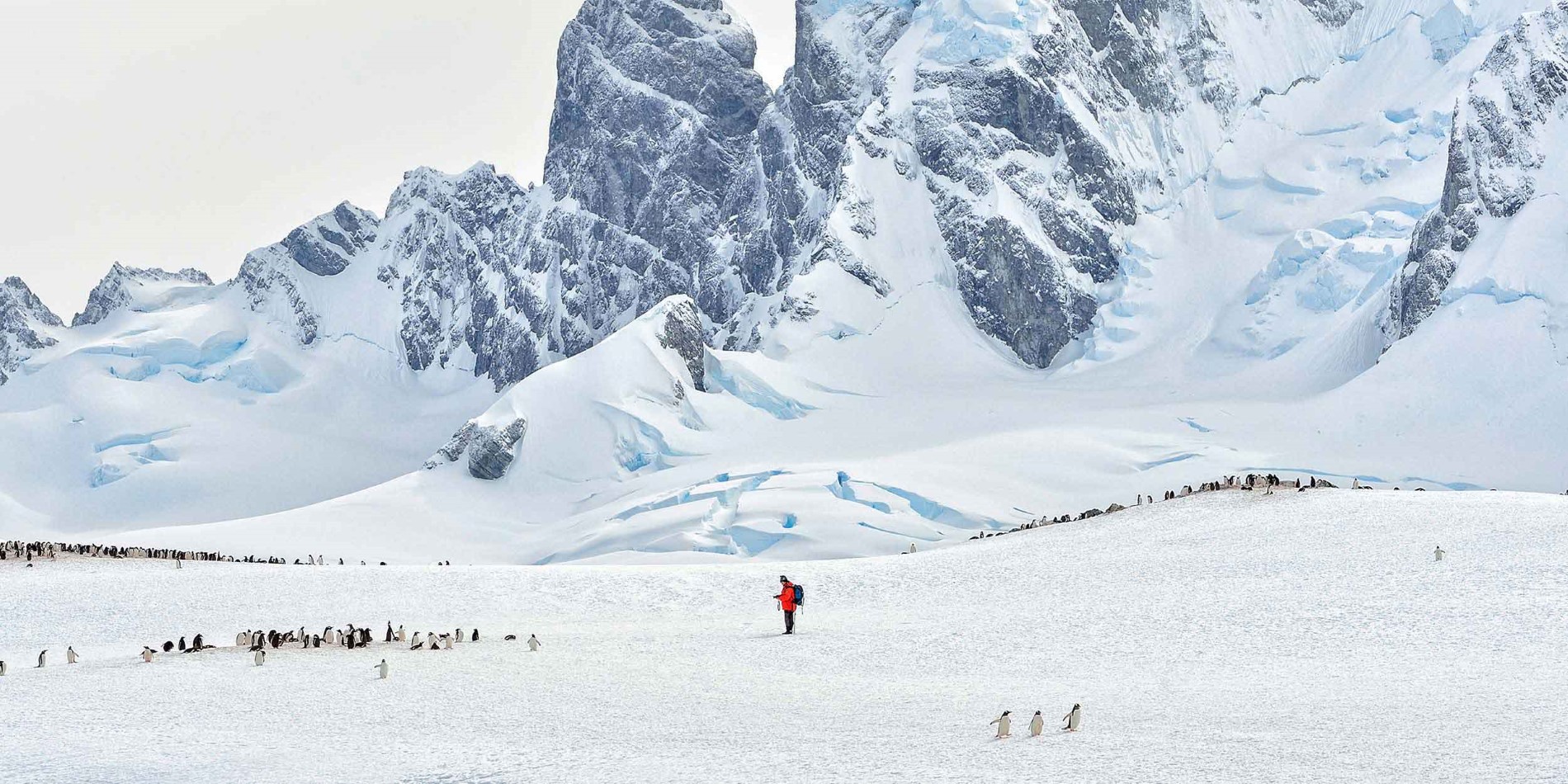 Mann i midten av pingvinkoloni i stort Antarktis landskap
