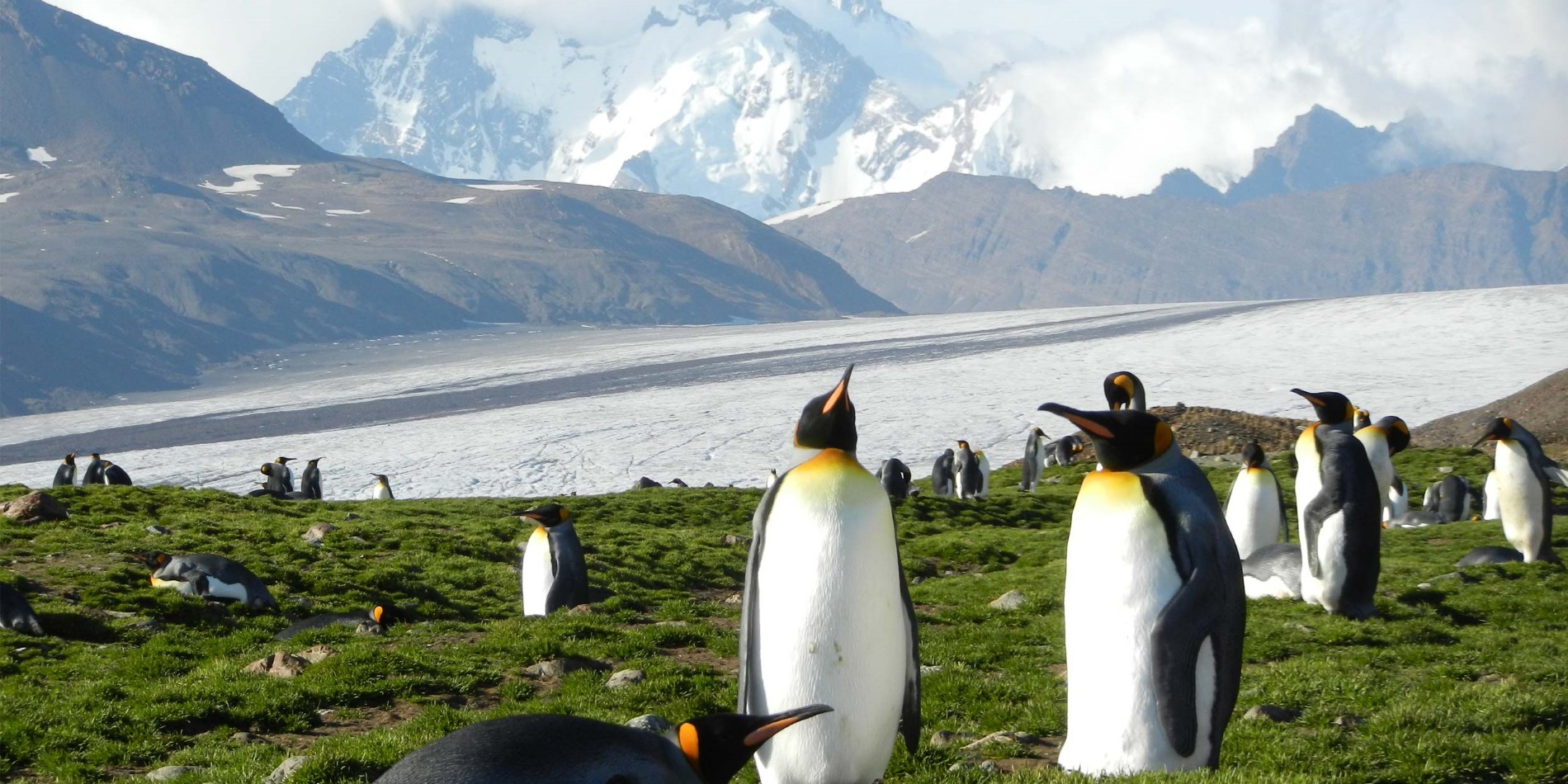 King pingviner i Fortuna Bay, Antarktis
