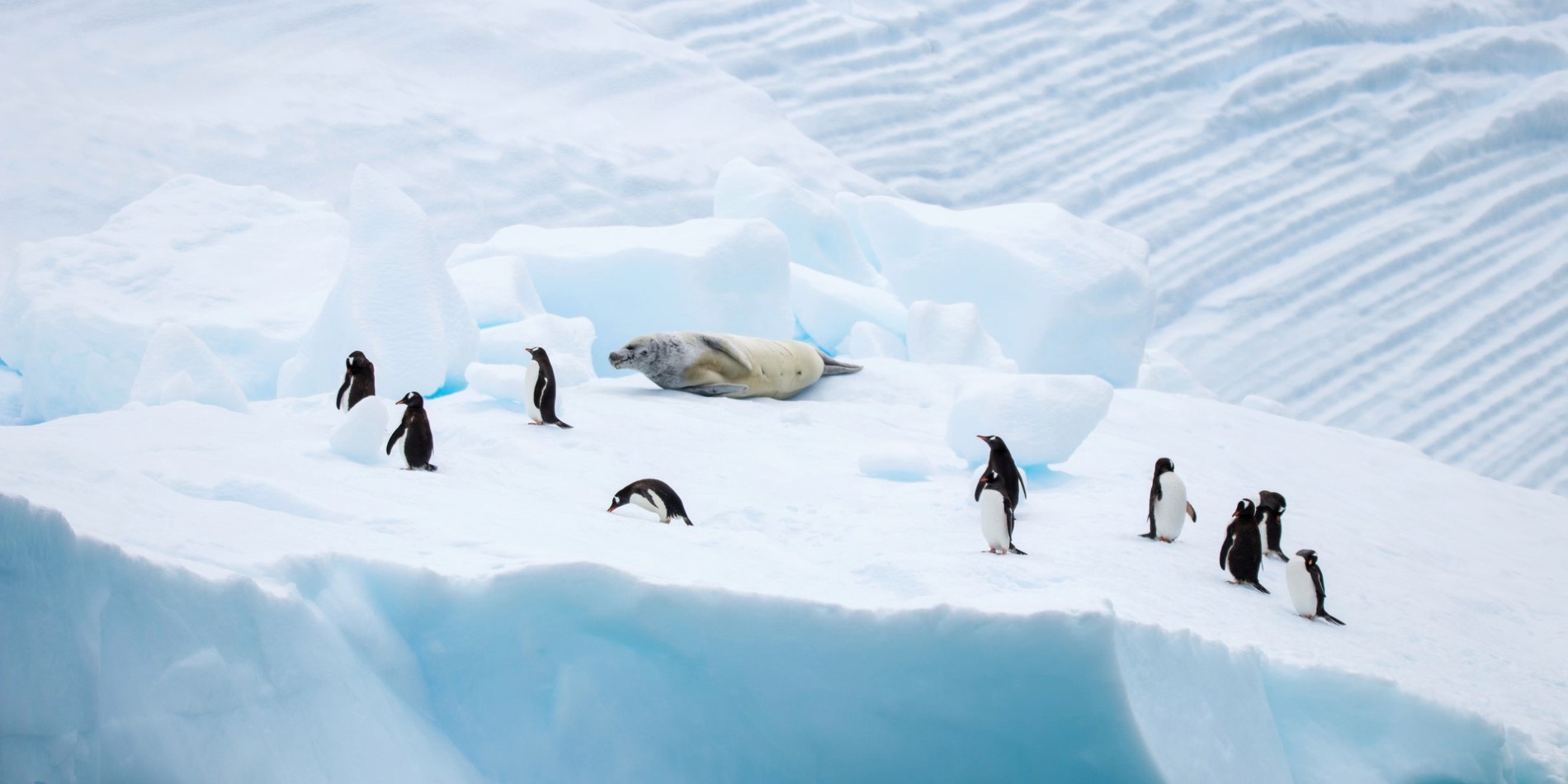 Penguins and seal seen floating on ice in Neko Harbour