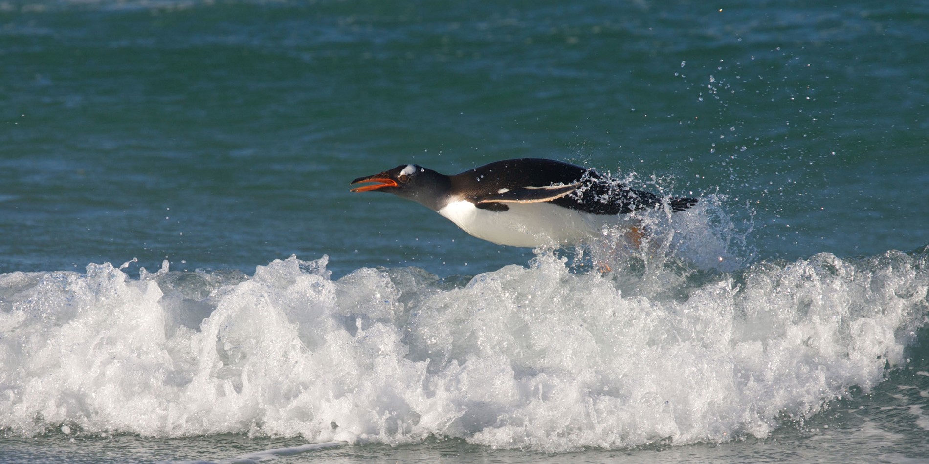 En Gentoo pingvin hopper ut av vannet 