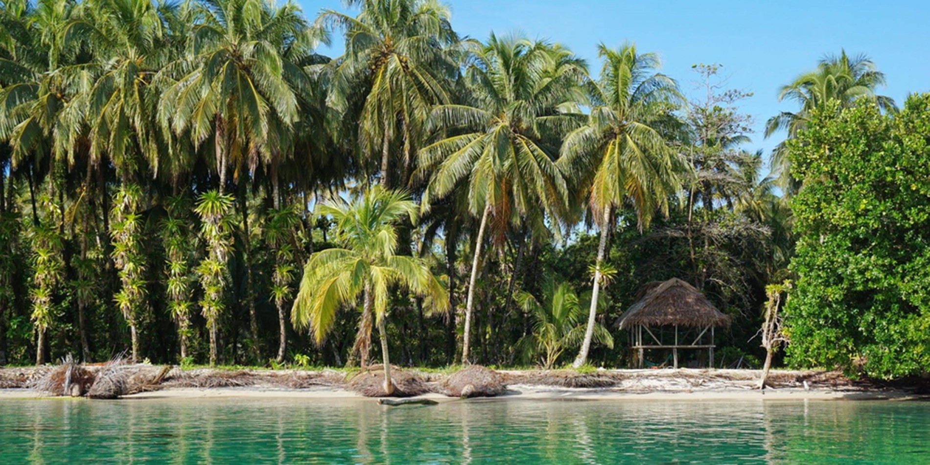 En gruppe palmetrær ved siden av en vannmasse