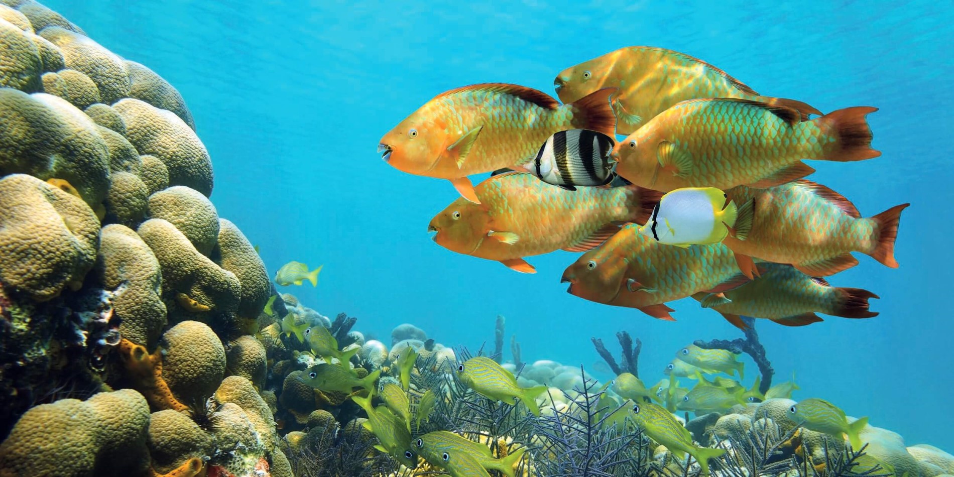 Underwater visning av en korall