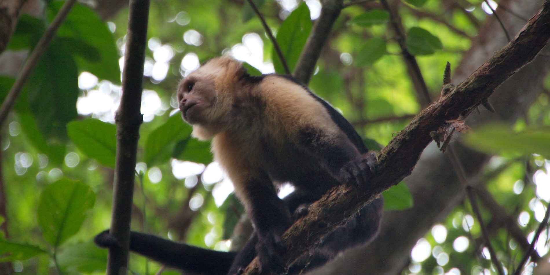 En ape sitter på en gren