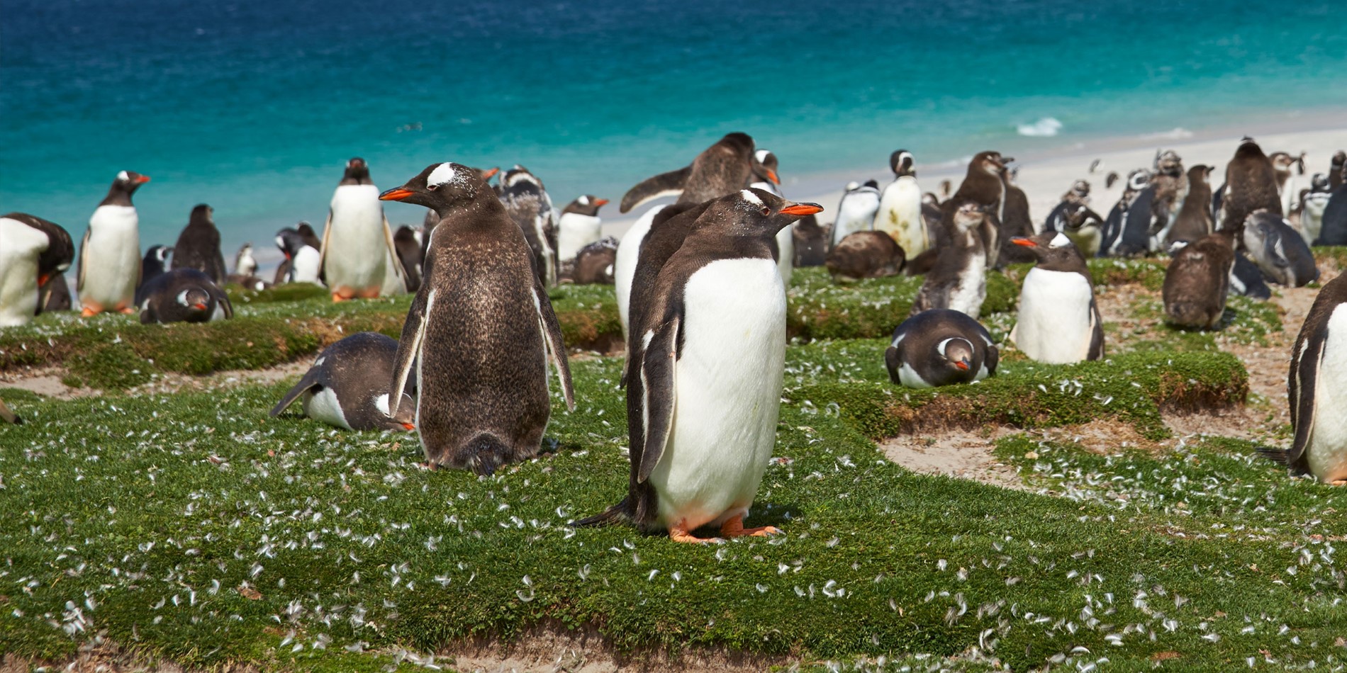 Gentoo Penguins, bleaker Island, Falklandsøyene.