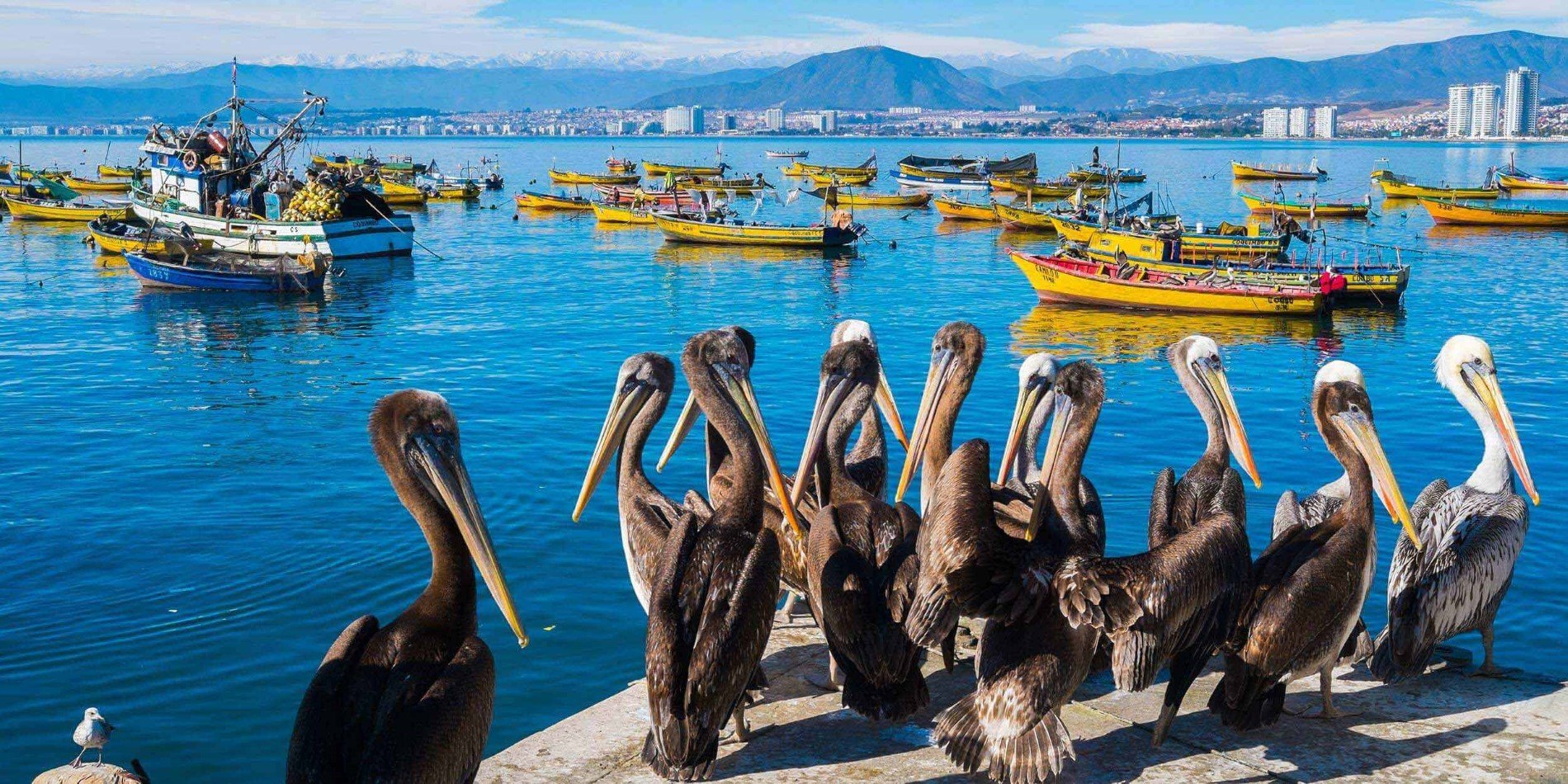 Pelikaner i havnen i Coquimbo, Chile