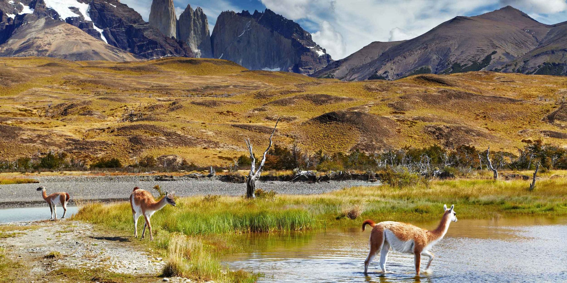 Patagonian guanaco, Torres del Paine nasjonal Park