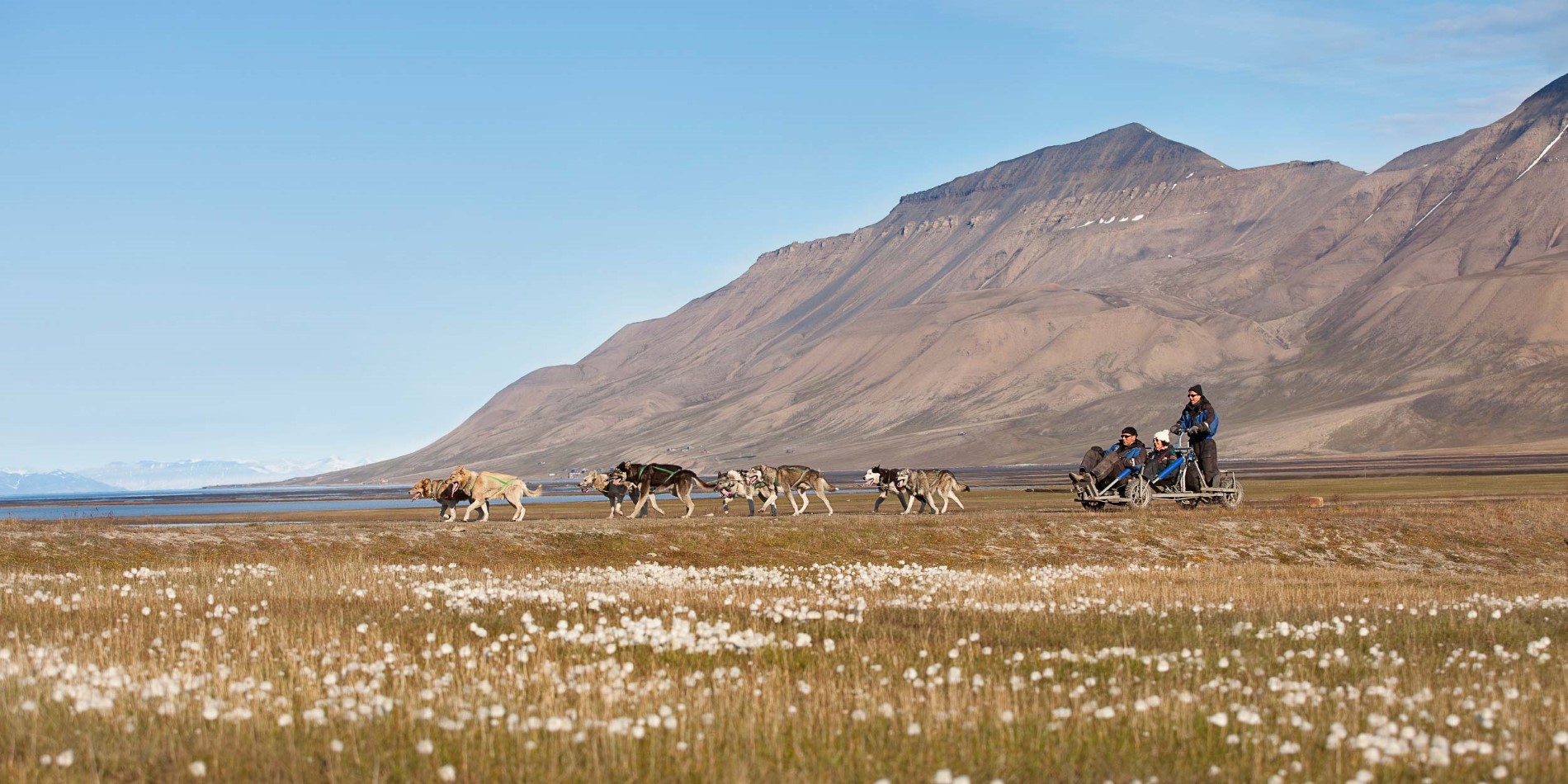 Hundesledetur på hjul som sommeren/våren, Spitsbergen/svalbard
