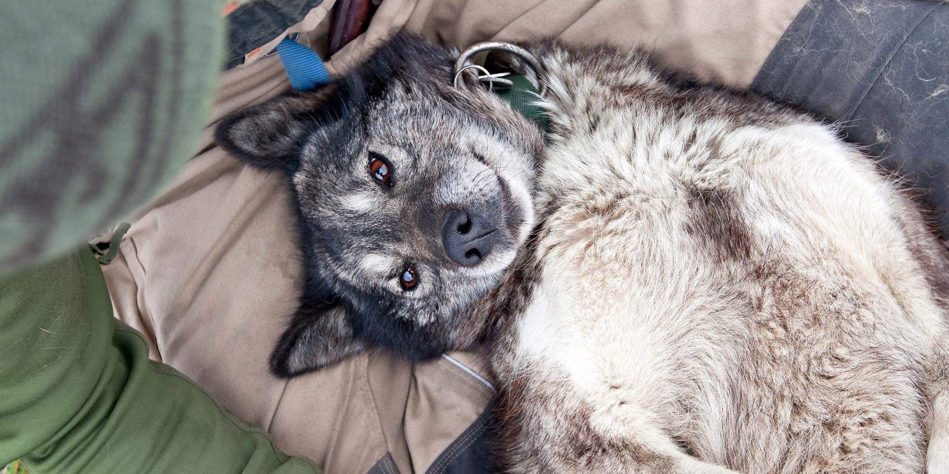 Husky på hundesledetur, Spitsbergen/svalbard