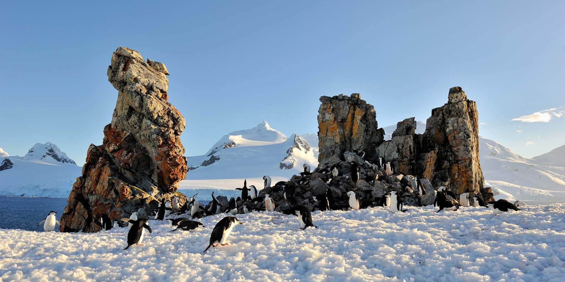 Pingviner i sitt naturlige miljø