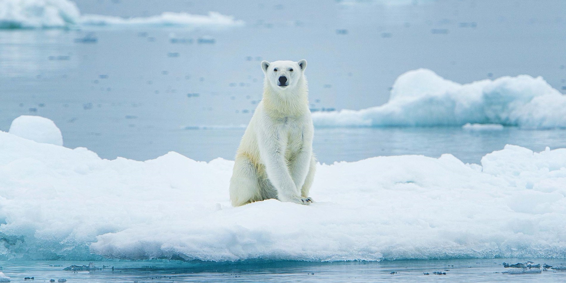 Majestic isbjørn på isflak