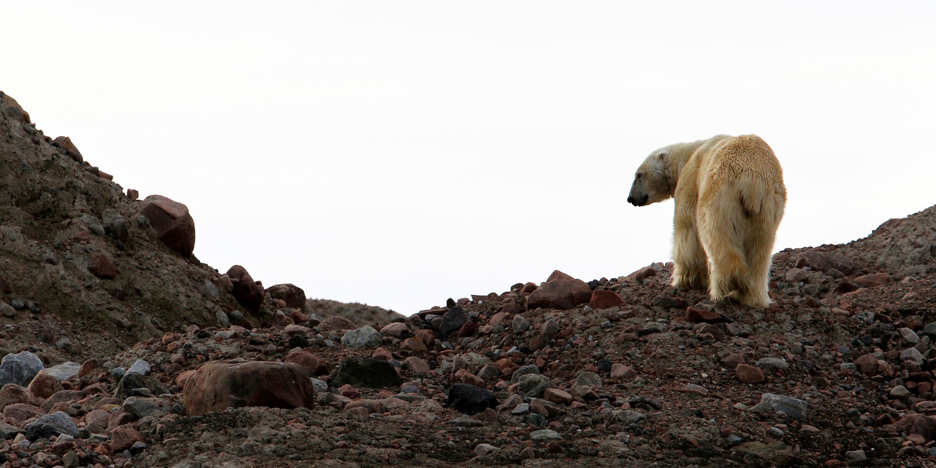 En Polar Bear på Svalbard på et hurtigrute cruise