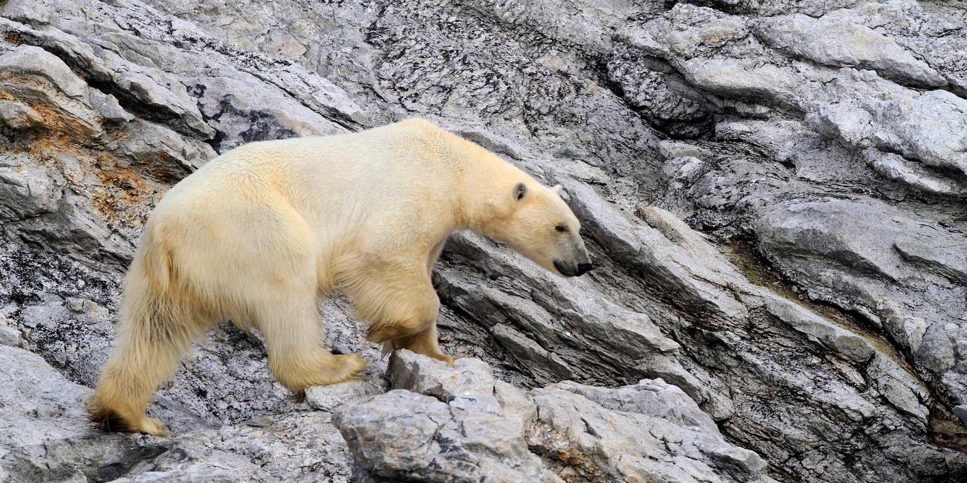 Kongen av Arktis, isbjørnen på Svalbard. 