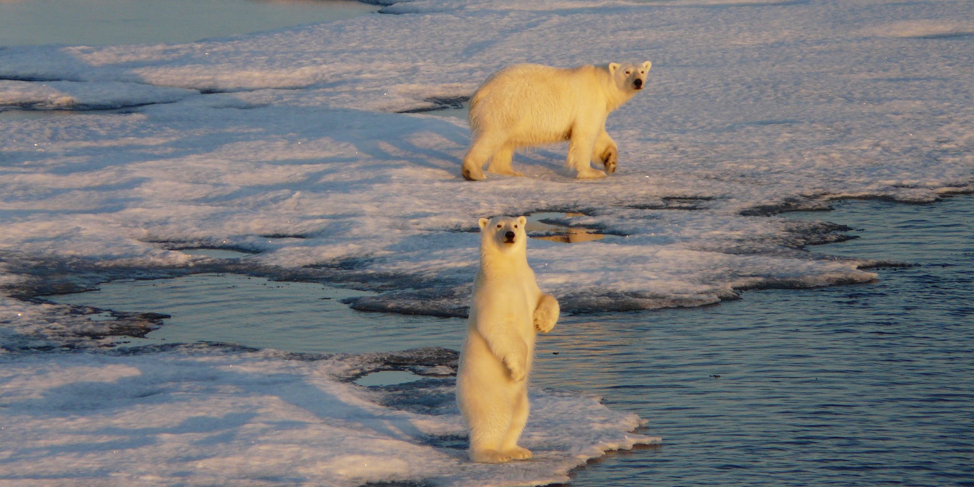 Den innfødte Polar Bear på Svalbard 