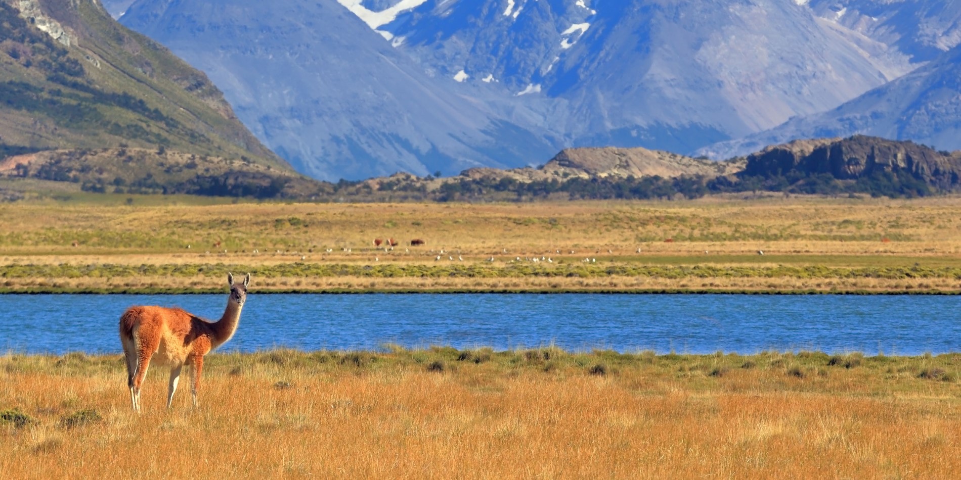 En guanaco nyter harmonisk Patagonian landskapet