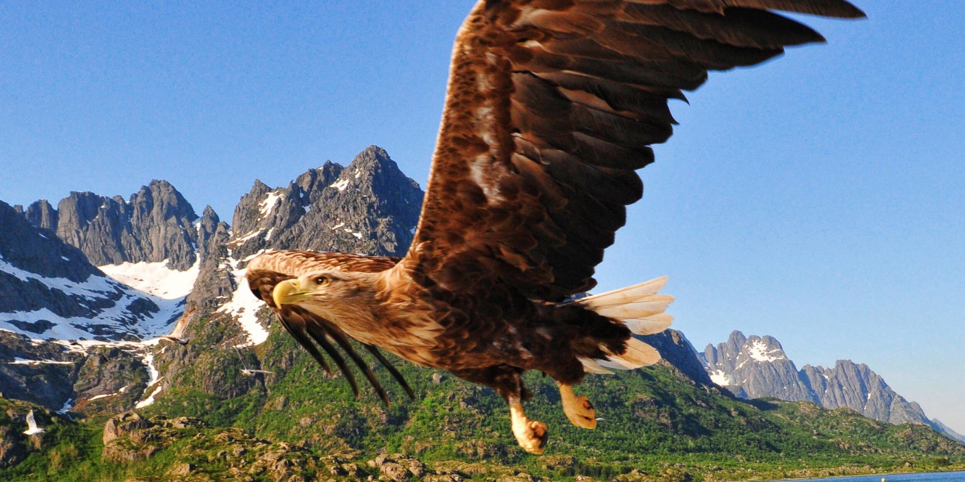 En fugl som flyr foran et fjell