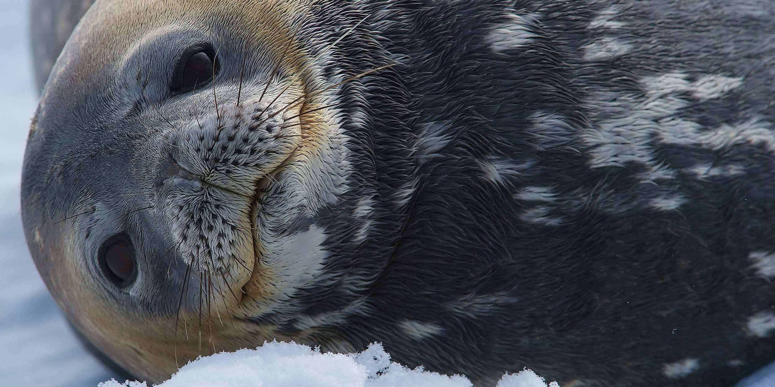 Dyr i Antarktis - lær mer om dyrelivet i Antarktis | Hurtigruten