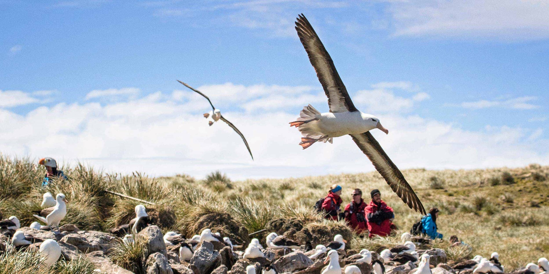Fugletitting på Falklandsøyene