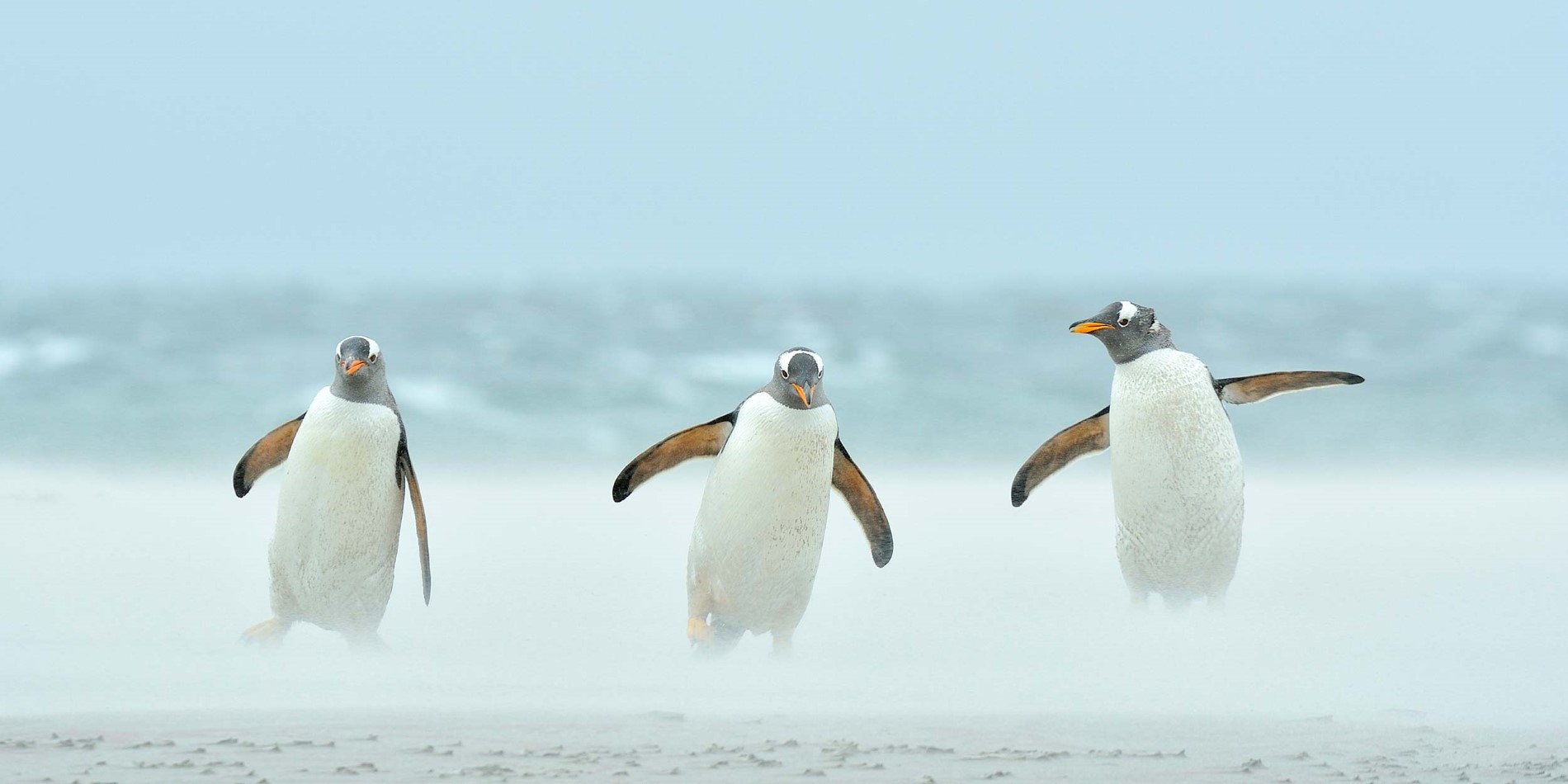 Bøylepingviner i antarktis.